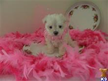 maltese puppy posted by Elegant Babies